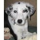 Dolly, Mischling Welpen - Hündin