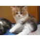 Dolly, Perser - Katze