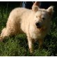 Dolly, traurige Hündin sucht neues Glück, Mischling - Hündin