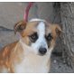 Dolto, Schnuckeliger Familienhund! - Rüde