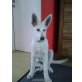 Domingo, Weißer Schweizer Schäferhund Welpen - Rüde