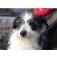 Domino 3, Schnauzer-Terrier-Mischling - Rüde