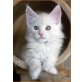 Don Camillo, Maine Coon - Kater