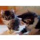 Don Camillo und Dilara, Norwegische Waldkatze - Katze