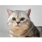 Don,Fars, Britisch Kurzhaarkatze - Kater