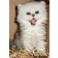 Don Juan, Don Donald und Dona Donalda , Perser Silber - Kater