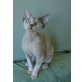 Don Juan of Royal Devons, Devon Rex - Kater