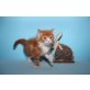 Don Pedro A Star Coon, Maine Coon - Kater