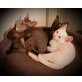 Don Sphynx - Bengal - Katze