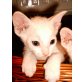 Don Sphynx - Kater
