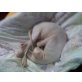 Don Sphynx - Kater