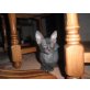 Don Sphynx - Katze