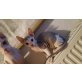 Don Sphynx - Katze