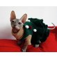 Don Sphynx - Katze