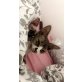 Don Sphynx - Katze