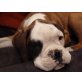 Dona, Boxer - Hündin