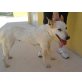Dona (Hündin), Größe: 56 cm, Alter: 3 Jahre - Hündin