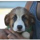Dona, Setter-Golden Retriever Mix Welpen - Hündin