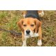 Donald, Beagle - Rüde