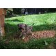 Donald, Chihuahua langhaariger Schlag Welpen - Rüde