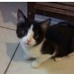 Donald, Hauskatzen - Kater