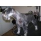 Donald, Zwergschnauzer - Rüde