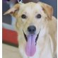 Donald, hübscher Labrador-Retriever Mix - Rüde