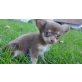Donaldo, Chihuahua langhaariger Schlag Welpen - Rüde