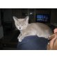 Donata vom Salzkammergut A, Burmakatze - Katze