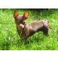 Donatella & Fiona, Chihuahua kurzhaariger Schlag - Hündin