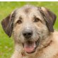 Donatus, Irischer Wolfshund-Mix - Rüde