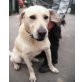 Dongi,  Labrador Mix sucht Familie - Rüde