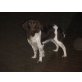 Donja , Kleiner Münsterländer - Hündin