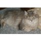 Donja und Kitty, Norwegische Waldkatze - Katze
