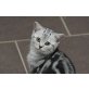 Donna, Britisch Kurzhaarkatze - Katze