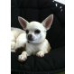 Donna, Chihuahua kurzhaariger Schlag - Hündin