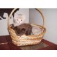 Donna Clara, Britisch Kurzhaarkatze - Katze