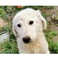 Donna, Kuvasz-Mischling Welpen - Hündin