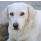 Donna, Labrador-Mix - Hündin