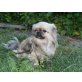 Donna, Pekinese - Hündin