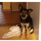 Donna, Schäferhund - Hündin