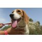 Donna, lieber Beagle-Mix - Hündin