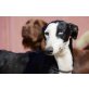 Donna, nur lieb, Galgo Español - Hündin