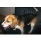 Donner, Beagle - Rüde