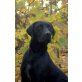 Donner, Mischling/Labrador - Rüde