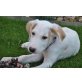 Dooley, Labrador-Mischling Welpen - Rüde