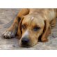 Dooley, Labrador-Vizla-Mischling - Rüde