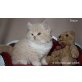 Doolittle & Deejay, Britisch Kurzhaarkatze - Kater