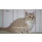Doolittle & Deejay, Britisch Kurzhaarkatze - Kater