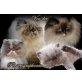 Doolittle von der Persersymphonie, Perser Colourpoint - Kater